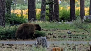 A big bear walks calmly near a path with some trees