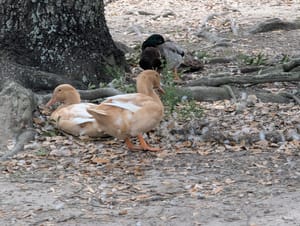 Two ducks, khaki-colored domestic mallards, hang out together by the roots of a large oak